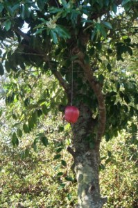 apple in tree