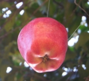 apple from below